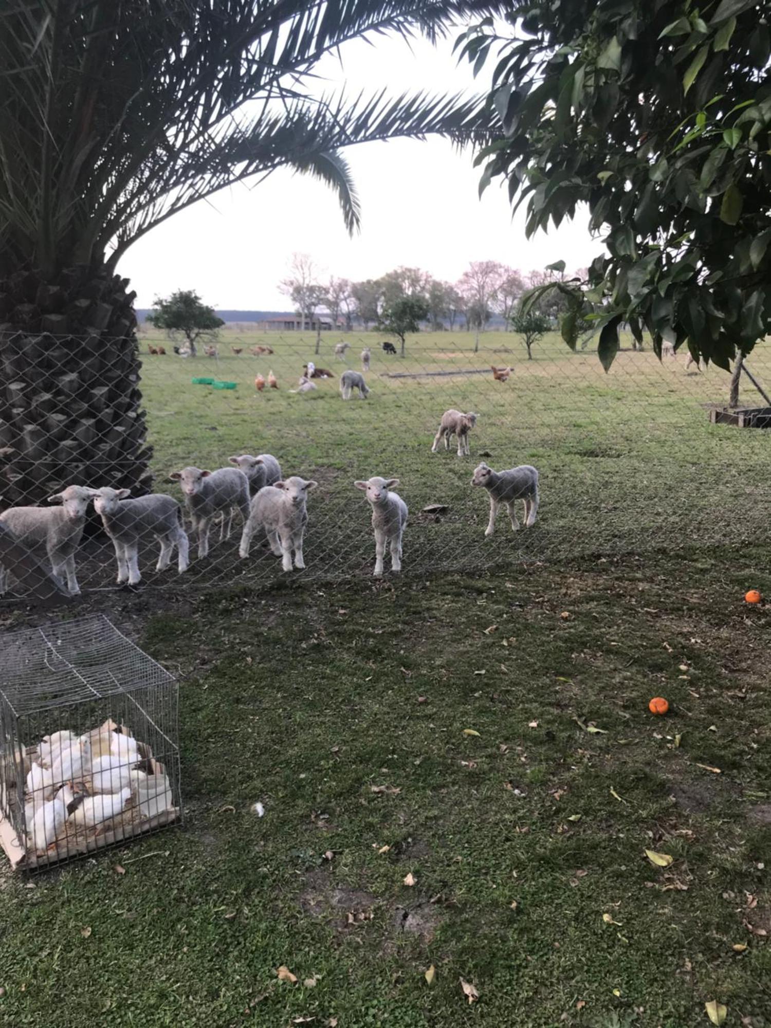 Chajarí Estancia La Violeta المظهر الخارجي الصورة